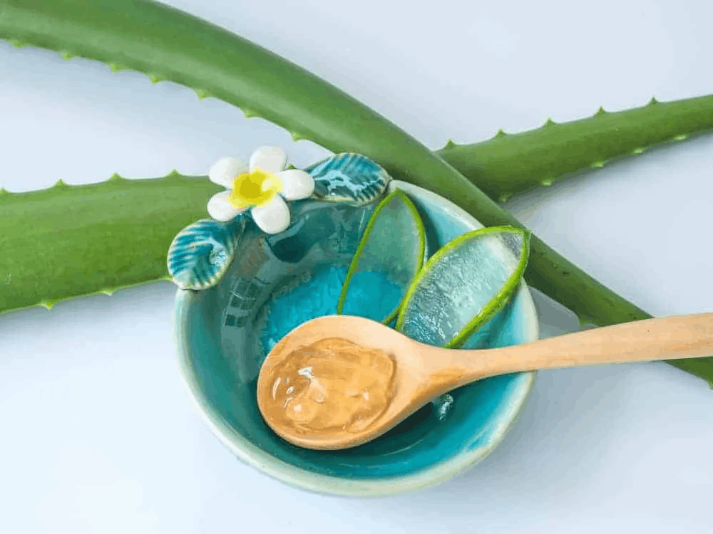 Top 10 công dụng của nha đam và lưu ý khi sử dụng